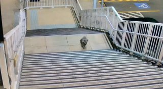 Flauschiger Pendler: Koala erkundet Bahnhof in Sydney