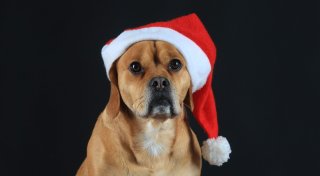 Weihnachtsteller: Was Hunde nicht fressen dürfen