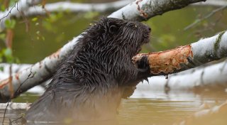 Biberdämme und Termitenhügel: Tiere gestalten die Erde mit