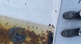 Grausiger Fund in Warburg: Tote Katzen in Pool entsorgt - Polizei ermittelt