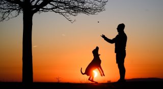 Sind Hunde die besseren Kinder? In bestimmter Hinsicht schon