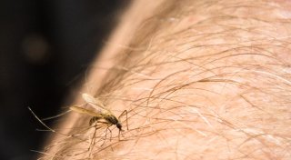 Chikungunya: Bei Urlaub in Norditalien vor Mücken schützen