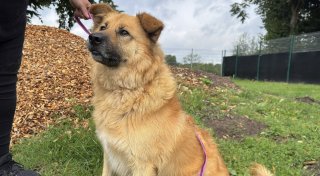 Ein hoffnungsloser Fall? Hund „Basti“ lebt schon seit 951 Tagen im Tierheim Bad Salzuflen