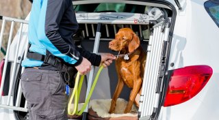 Sicher Autofahren mit Hund - 6 Tipps