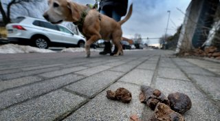 Hundehaufen sorgen in Gütersloh weiter für Ärger: Nur harte Strafen lösen das Problem