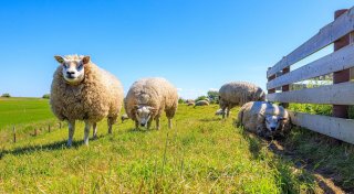Texel für Foodies: Salzige Entdeckungen im Schafidyll