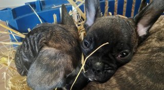 Chip-Pflicht kommt: EU will illegalen Tierhandel eindämmen