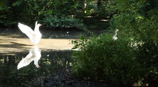 Außergewöhnliche Nachbarschaftshilfe in Bad Oeynhausen: Unternehmer nimmt Gänsepaar auf
