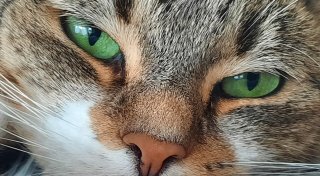 Die NW sucht die niedlichsten Katzen in Bielefeld