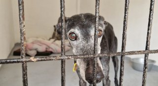 Grausam misshandelt und getötet - Gütersloherin kämpft für aussortierte Jagdhunde