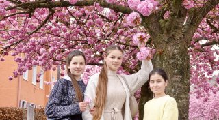 Rosa Blütenpracht: Kirschblütenallee ist Lieblings-Fotomotiv der Bielefelder