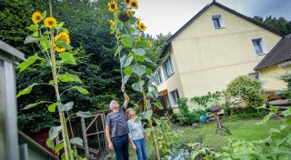 Prachtvolles Gartenphänomen: Bielefelder Ehepaar züchtet 4-Meter-Sonnenblume