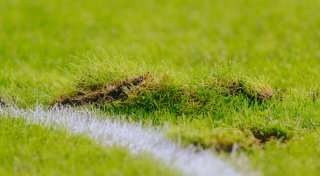 Hohe Belastung fürs Grün: Muss in der Arena des SC Paderborn ein neuer Rasen her?