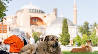 Istanbul geht gegen Fütterung von Straßenhunden vor