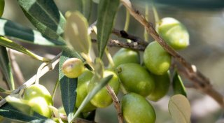 Olivenbaum: 7 Tipps für den Urlaubstraum im eigenen Garten