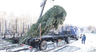 NRW-Weihnachtsbaum für Berlin kommt aus der Egge im Kreis Paderborn