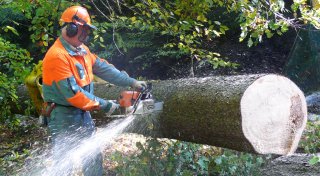 Bielefelder Baumschutzsatzung droht durch diese Klage das mögliche Ende