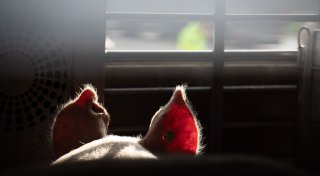 Özdemir will Tiere bei weiten Transporten besser schützen