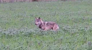 Wolf in Bad Oeynhausen gesichtet? Wirt sieht Tier in der Nähe seiner Gaststätte