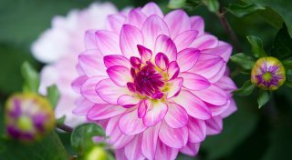 Die besten Tipps für einen bunt blühenden Dahliensommer