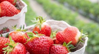 Erdbeeren selbst pflücken: Alle Erdbeerhöfe im Kreis Minden-Lübbecke im Überblick