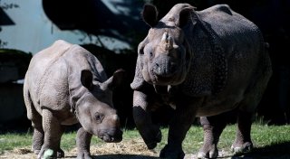 Tierpark Hellabrunn: Nashorn Rapti gestorben