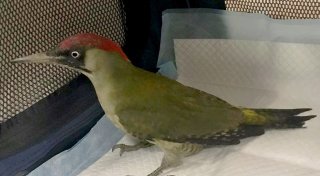 Borchener Feuerwehr rettet zwei Vögel aus einem Kamin