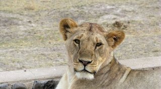 Löwin tötet 14-Jährige in Kenia