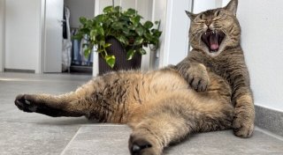 Katzenzauber: Das sind die coolsten Katzen im Bünder Land