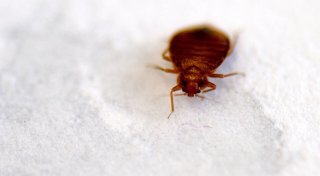 Pariser Filminstitut schließt Kinosäle wegen Bettwanzen