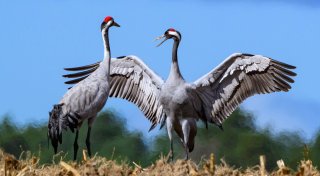 Vogelgrippe: Was tun, wenn ich einen toten Vogel finde?