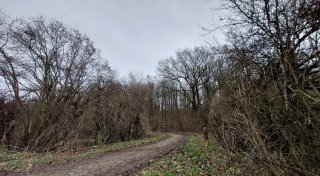 Warum Nieheim in diesem Jahr nicht einen einzigen Baum gepflanzt hat