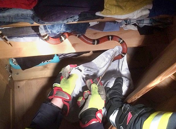 Ab ins Netz: Mit Handschuhen und einem Stock fingen die Feuerwehrleute die Schlange und steckten sie in ein Wäschenetz. - © dpa