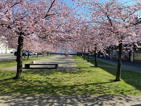 Auf dem Quartiersplatz am Magnolienweg in Gütersloh stehen seit mehr als 20 Jahren Kirschbäume. - © Christian Bröder