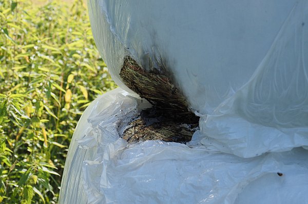 Mehrere Heuballen wurden angezündet. - © Feuerwehr Porta/Michael Horst