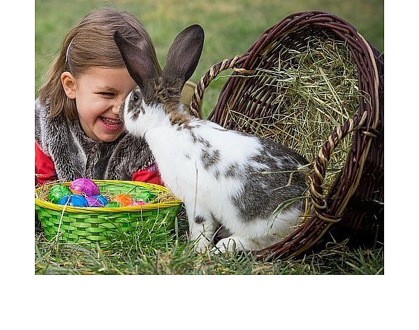 Der Osterhase ist in der christlichen Deutung ein Symbol für Jesus Christus, steht aber auch für Fruchtbarkeit. - © dpa