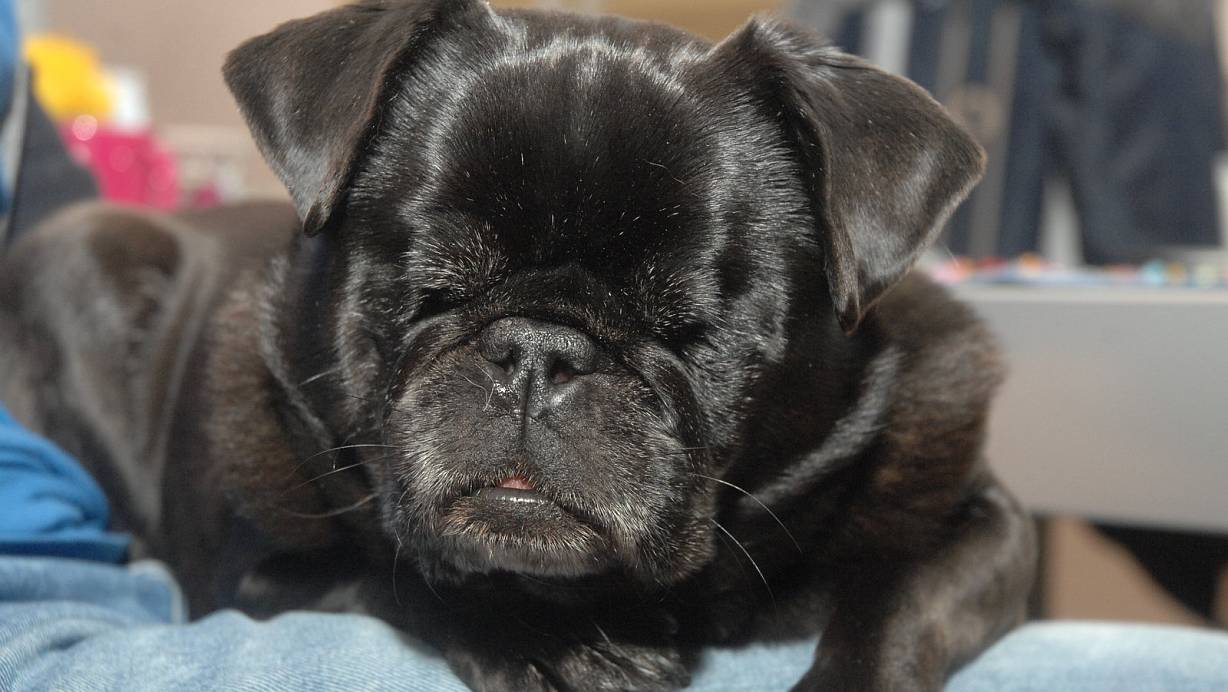 Kann nichts mehr sehen: Mops Monty. | © Natalie Gottwald