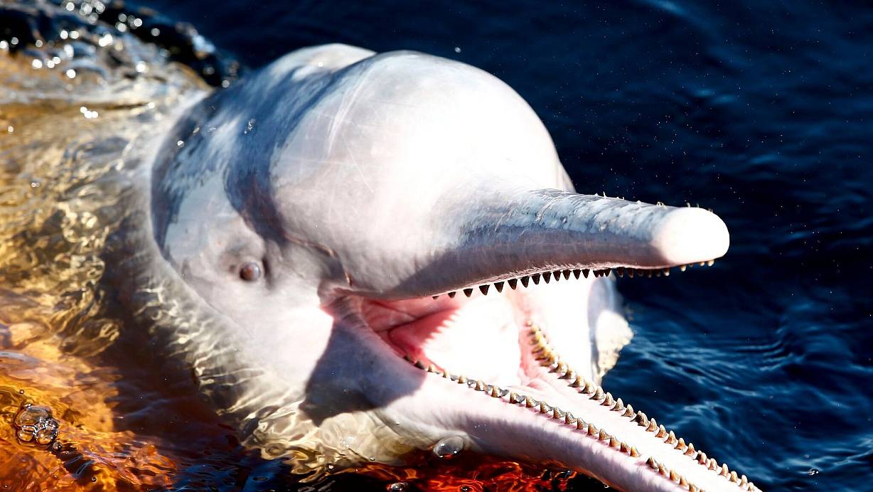 Ein Amazonasdelfin schwimmt im Rio Negro in der Nähe von Manaus. | © Jeon Heon-Kyun/EPA/dpa