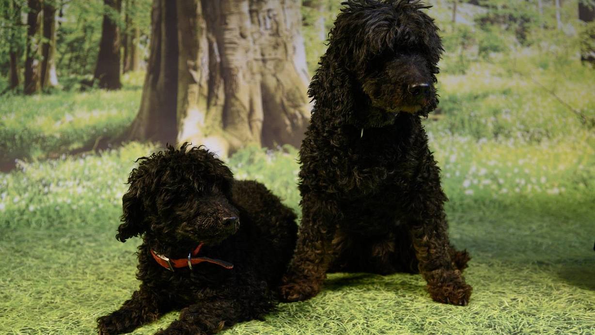 Nach einem Notfall im Tierheim gelandet: Aki und Totto. | © Tierschutzverein Bielefeld