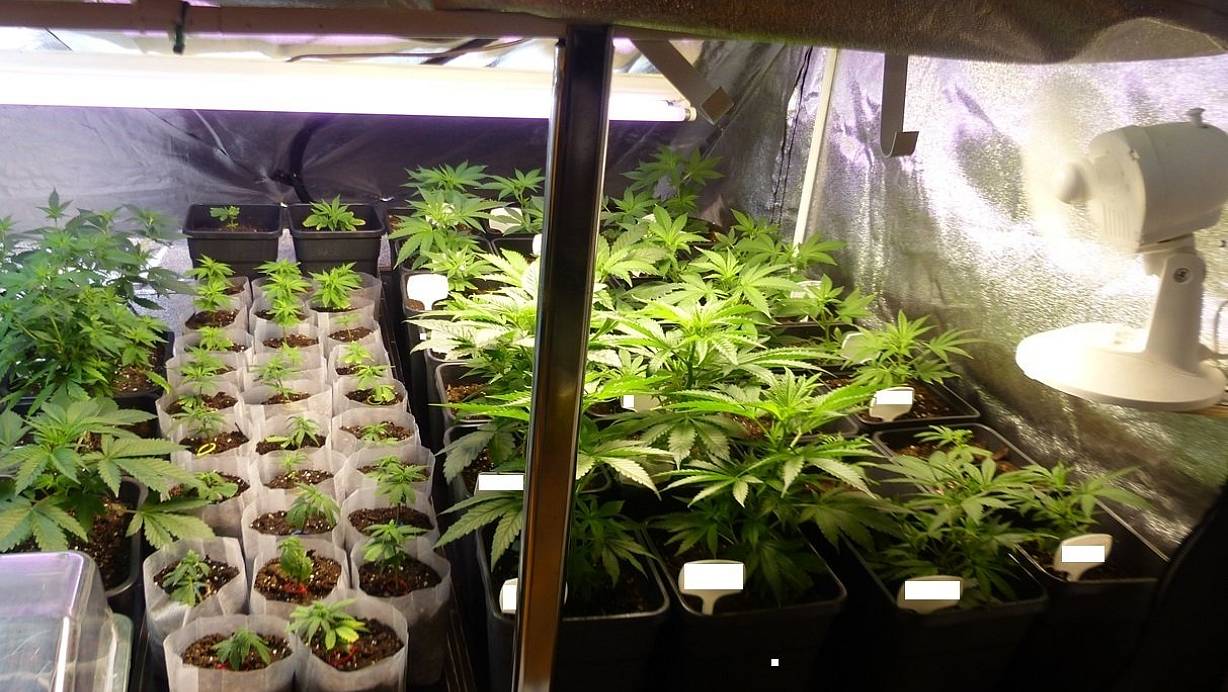 Die Beamten fanden Pflanzen in diversen Wachstumsphasen. | © Foto: Polizei Minden-Lübbecke