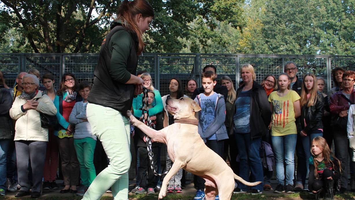 Zeigt, was er kann: Tierpflegerin Carina Buschmann mit &bdquo;Bella&ldquo; bei der Hundevorf&uuml;hrung, die viele neugierige Hundebegeisterte gebannt verfolgten. | &copy; Tanja Dittmann