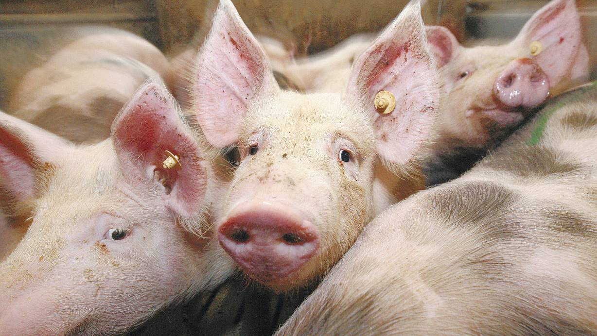 Dicht gedrängt: Schweine geraten leicht in Panik. | © dpa