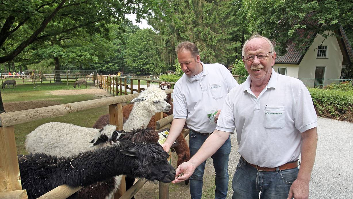 Lange Hälse: Thorsten und Karl-Heinz Dodt haben Futter in der Hand für ihre Alpakas. Die sind recht zutraulich. Zum Tierparkfest am Samstagmittag werden sie geschoren. | © Frank-Michael Kiel-Steinkamp