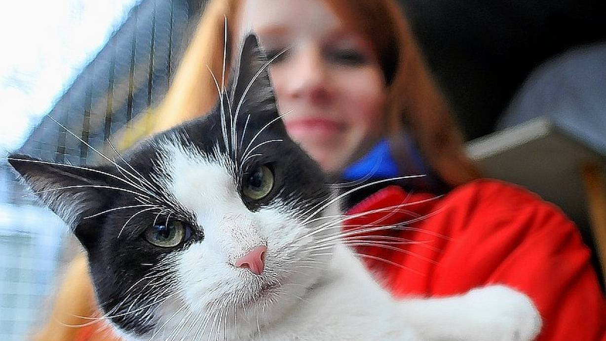 Katzenjammer im Tierheim nw.de