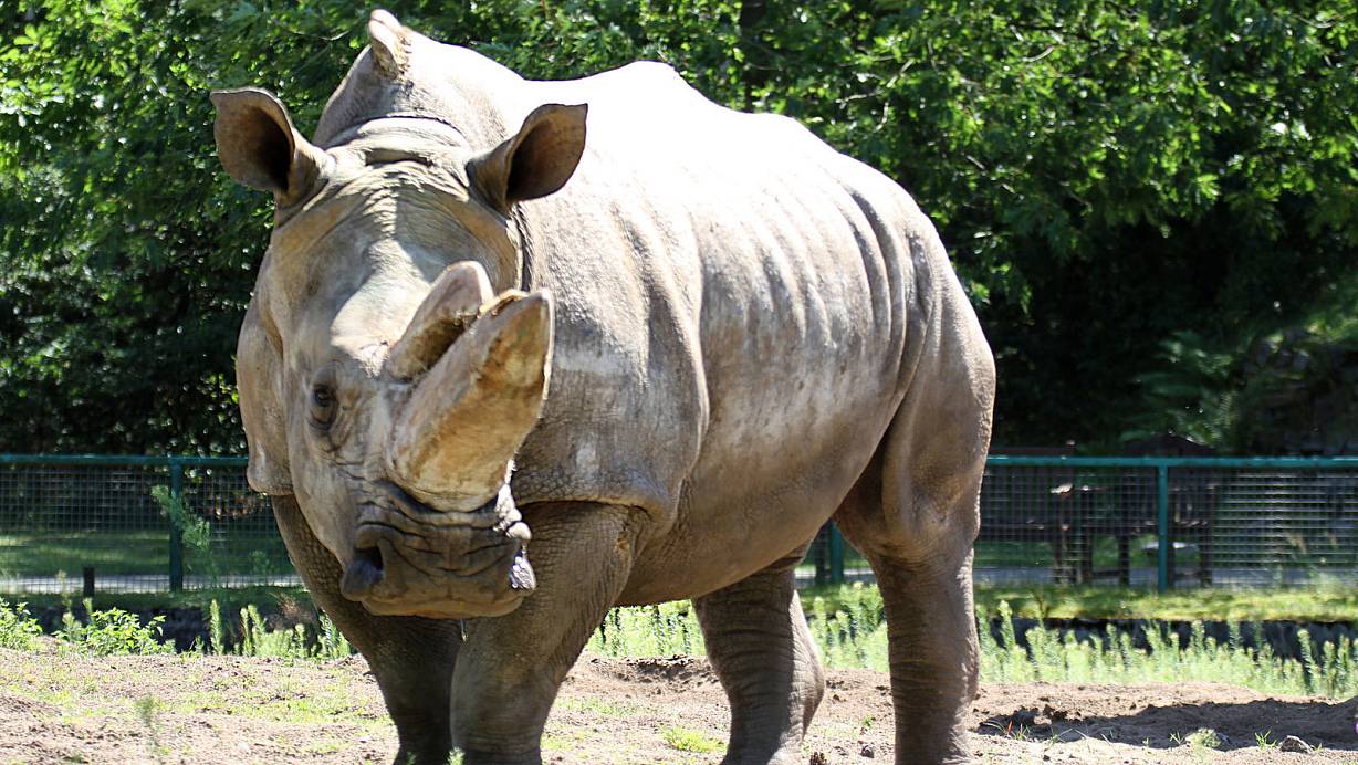 Musste eingeschläfert werden: die Breitmaulnashorn-Kuh Buffy im Zoo Safaripark in Schloß Holte-Stukenbrock - hier im August 2013. | © Udo Richter/Uripress/dpa