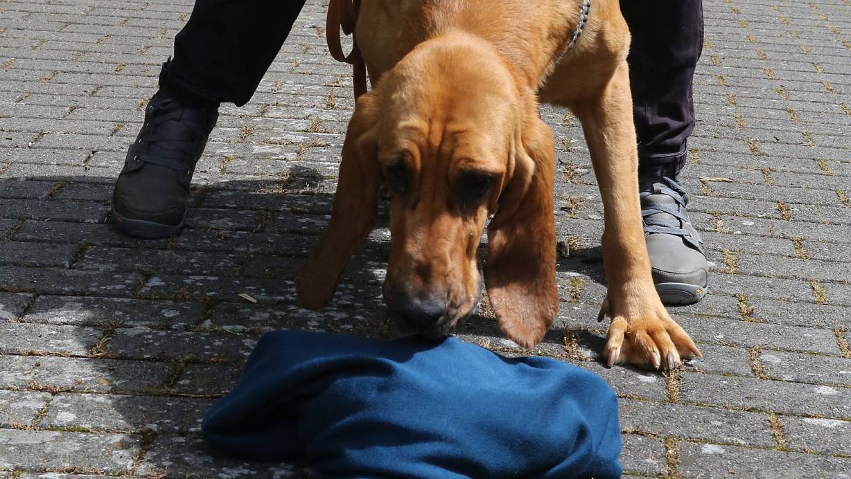 Nimmt die Fährte auf: Spürnase Thusnelda schnuppert an einem Pullover um dann denjenigen zu suchen, dem das Kleidungsstück gehört. | © Elke Niedringhaus-Haasper
