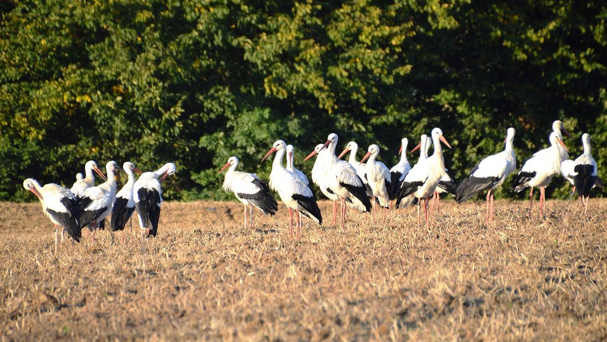 Uwe Ongsiek fiel in Theesen gestern eine Gruppe Jungstörche auf. | © Uwe Ongsiek