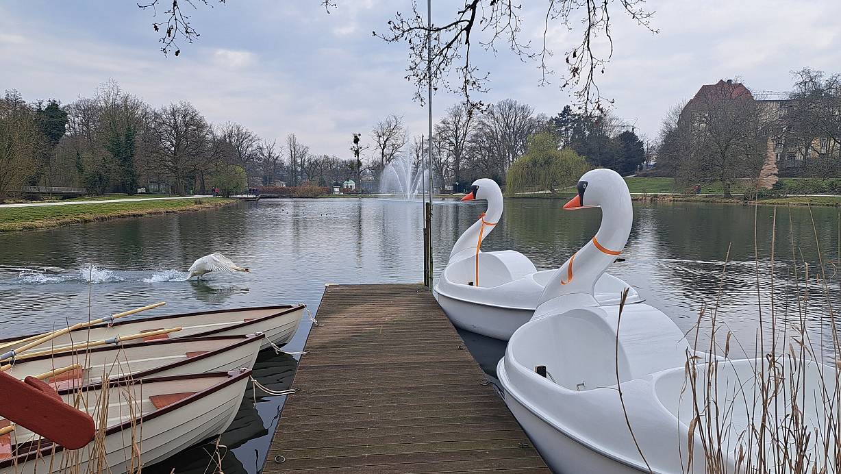 Bis auf Weiteres bleiben die Boote im Trockenen. Nur noch echte Schwäne sollen auf dem Kurparksee schwimmen. | © Annika Langhagel