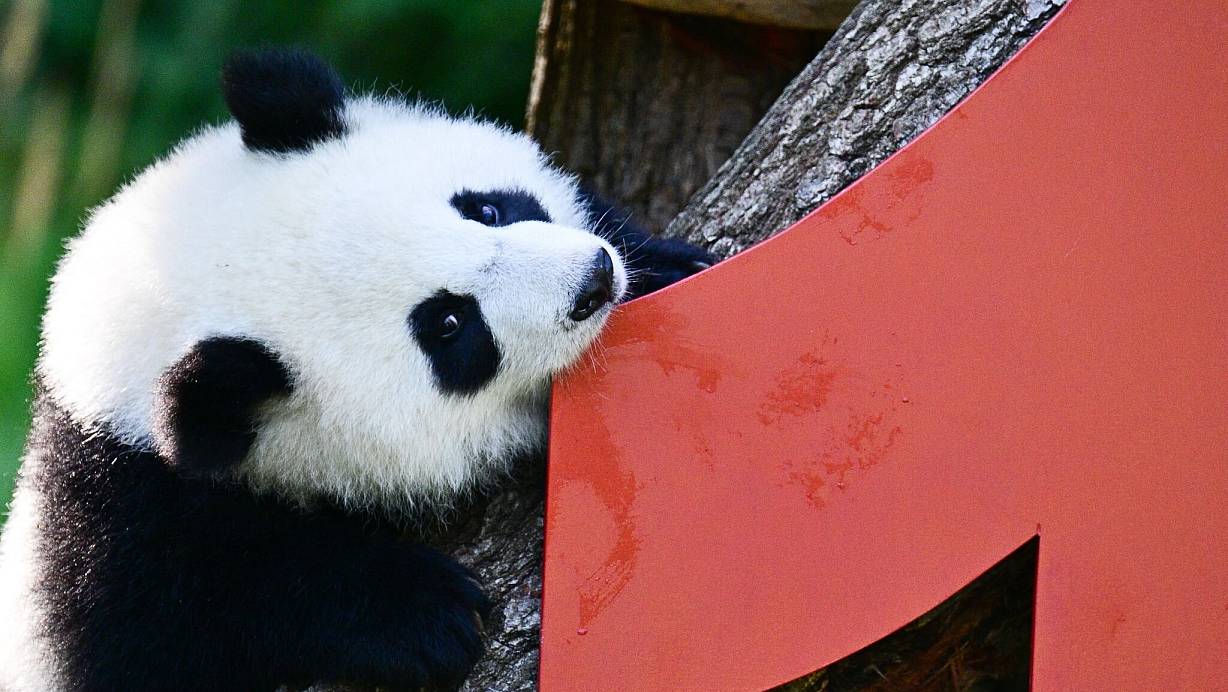 Vor einem Jahr kamen die Pandabären Leni und Lotti zur Welt. | © Sebastian Christoph Gollnow/dpa
