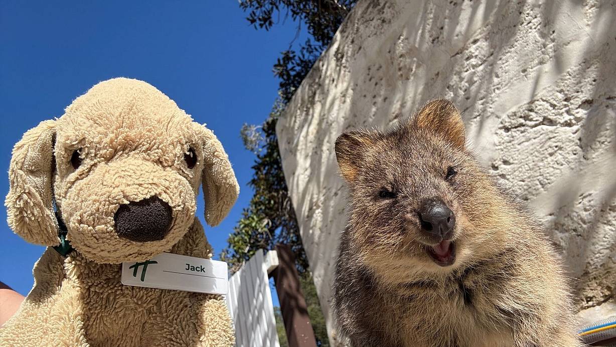 Jack erlebt große Abenteuer - so ließ er sich mit einem einheimischen Quokka auf Rottnest Island fotografieren. | © Holiday Inn Perth City Centre/dpa